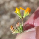Lotus subbiflorus Lag.Lotus subbiflorus Lag.