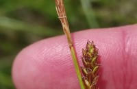 Carex distans L.Carex distans L.