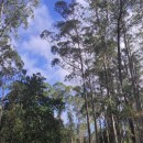 Eucalyptus globulus Labill.Eucalyptus globulus Labill.