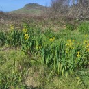 Iris pseudacorus L.Iris pseudacorus L.