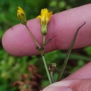 Crepis capillaris (L.) Wallr.Crepis capillaris (L.) Wallr.