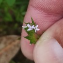 Sherardia arvensis L.Sherardia arvensis L.