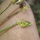 Isolepis cernua (Vahl) Roem. & Schult.Isolepis cernua (Vahl) Roem. & Schult.