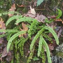 Asplenium trichomanes L. subsp. quadrivalens D.E. Mey.Asplenium trichomanes L. subsp. quadrivalens D.E. Mey.