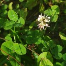 Trifolium repens L.Trifolium repens L.