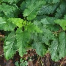 Scrophularia scorodonia L.Scrophularia scorodonia L.