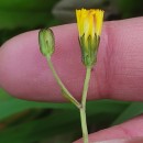 Crepis capillaris (L.) Wallr.Crepis capillaris (L.) Wallr.