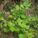 Acer pseudoplatanus L.Acer pseudoplatanus L.