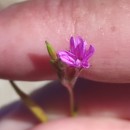 Epilobium brachycarpum C. Presl.Epilobium brachycarpum C. Presl.