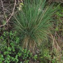 Agrostis curtisii KerguélenAgrostis curtisii Kerguélen