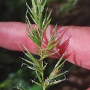 Anthoxanthum amarum Brot.Anthoxanthum amarum Brot.
