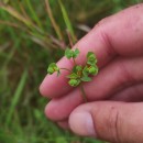 Euphorbia uliginosa Welw. ex Boiss.Euphorbia uliginosa Welw. ex Boiss.