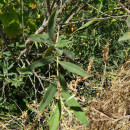 Salix salviifolia Brot.Salix salviifolia Brot.