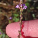 Verbena officinalis L.Verbena officinalis L.