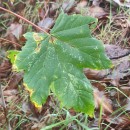 Acer pseudoplatanus L.Acer pseudoplatanus L.