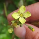 Raphanus raphanistrum L.Raphanus raphanistrum L.