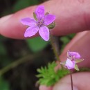 Erodium cicutarium (L.) L'Hér. ex Ait.Erodium cicutarium (L.) L'Hér. ex Ait.