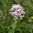 Valeriana montana L.Valeriana montana L.