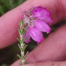 Erica tetralix L.Erica tetralix L.