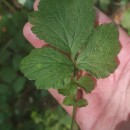 Geum urbanum L.Geum urbanum L.