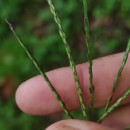 Digitaria sanguinalis (L.) Scop.Digitaria sanguinalis (L.) Scop.