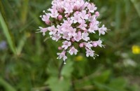 Valeriana montana L.Valeriana montana L.