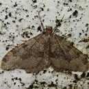 Nebula ibericata (Staudinger, 1871)Nebula ibericata (Staudinger, 1871)