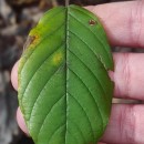 Frangula alnus Mill.Frangula alnus Mill.