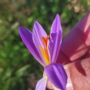 Crocus serotinus  Salisb.Crocus serotinus  Salisb.