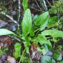 Scrophularia auriculata L.Scrophularia auriculata L.
