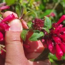 Cestrum elegans (Brongn. ex Neumann) Schltdl.Cestrum elegans (Brongn. ex Neumann) Schltdl.