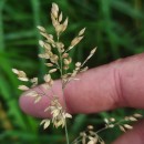 Holcus lanatus L.Holcus lanatus L.