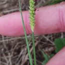 Setaria parviflora (Poir.) KerguélenSetaria parviflora (Poir.) Kerguélen