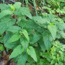 Scrophularia scorodonia L.Scrophularia scorodonia L.