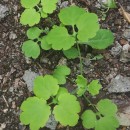 Chelidonium majus L.Chelidonium majus L.