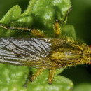 Scathophaga stercoraria (Linnaeus, 1758)Scathophaga stercoraria (Linnaeus, 1758)