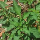 Solanum nigrum L.Solanum nigrum L.