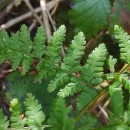 Dryopteris dilatata (Hoffm.) A. GrayDryopteris dilatata (Hoffm.) A. Gray