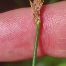 Eleocharis multicaulis (Sm.) Desv.Eleocharis multicaulis (Sm.) Desv.