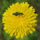 Oedemera nobilis (Scopoli, 1763)Oedemera nobilis (Scopoli, 1763)
