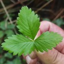 Fragaria vesca L.Fragaria vesca L.
