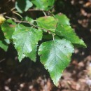 Betula celtiberica Rothm. & Vasc.Betula celtiberica Rothm. & Vasc.