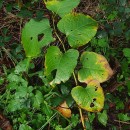 Reynoutria japonica Houtt.Reynoutria japonica Houtt.