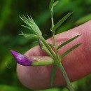Vicia sativa L. subsp. nigra Ehrh.Vicia sativa L. subsp. nigra Ehrh.