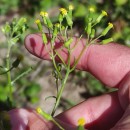 Senecio sylvaticus L.Senecio sylvaticus L.