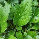 Pentaglottis sempervirens (L.) Tausch ex L.H. BaileyPentaglottis sempervirens (L.) Tausch ex L.H. Bailey
