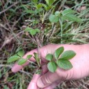 Sambucus nigra L.Sambucus nigra L.