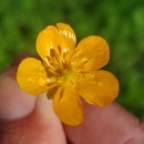 Ranunculus repens L.Ranunculus repens L.
