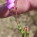 Daboecia cantabrica (Huds.) C. KochDaboecia cantabrica (Huds.) C. Koch