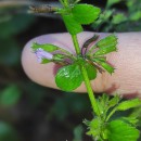 Clinopodium nepeta (L.) KuntzeClinopodium nepeta (L.) Kuntze